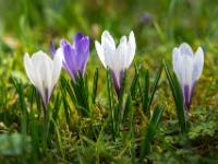Gruppe Krokusblüten weiß und lila auf der Daffnerwald Alm